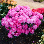 Rhododendron Fantastica - Rhododendron yakushimanum Fantastica gnstig  kaufen