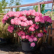 Rhododendron Fantastica - Rhododendron yakushimanum Fantastica gnstig  kaufen