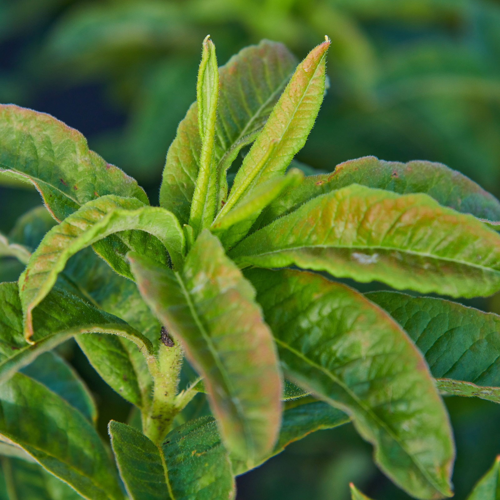 Sommergrne Azalee Goldpracht - Rhododendron luteum Goldpracht gnstig  kaufen