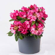 Rhododendron Morgenrot - Rhododendron yakushimanum Morgenrot gnstig kaufen