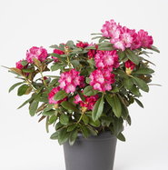 Rhododendron Morgenrot - Rhododendron yakushimanum Morgenrot gnstig kaufen