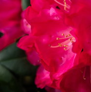 Rhododendron Morgenrot - Rhododendron yakushimanum Morgenrot gnstig kaufen