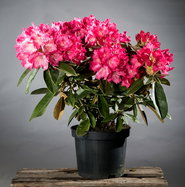 Rhododendron Morgenrot - Rhododendron yakushimanum Morgenrot gnstig kaufen