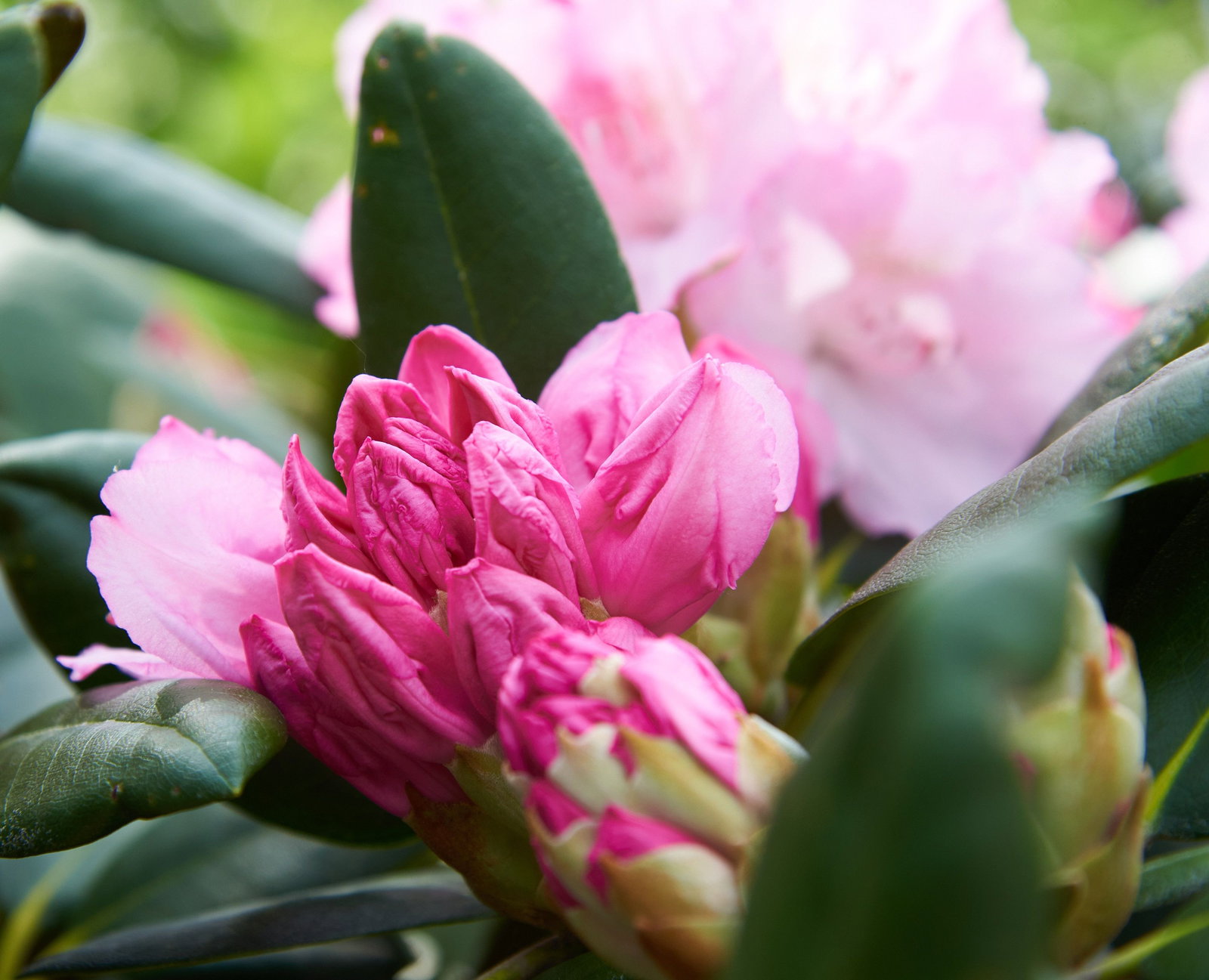 Rhododendron Silberwolke - Rhododendron yakushimanum Silberwolke gnstig  kaufen