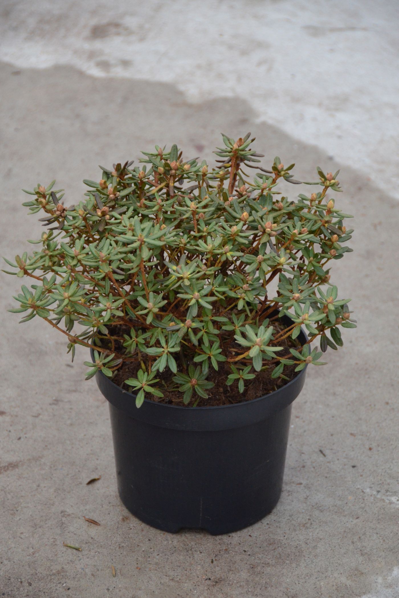 Rhododendron Lauretta Rhododendron russatum Lauretta günstig kaufen