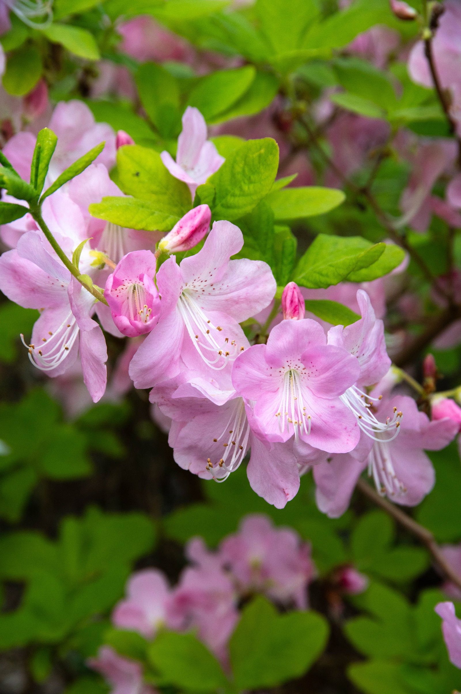 flowering rhododendron Rhododendron oreotrephes (Species Rhododendron)