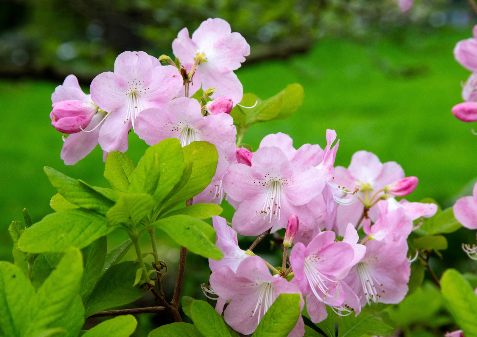 Rhododendron schlippenbachii - Rhododendron schlippenbachii gnstig kaufen