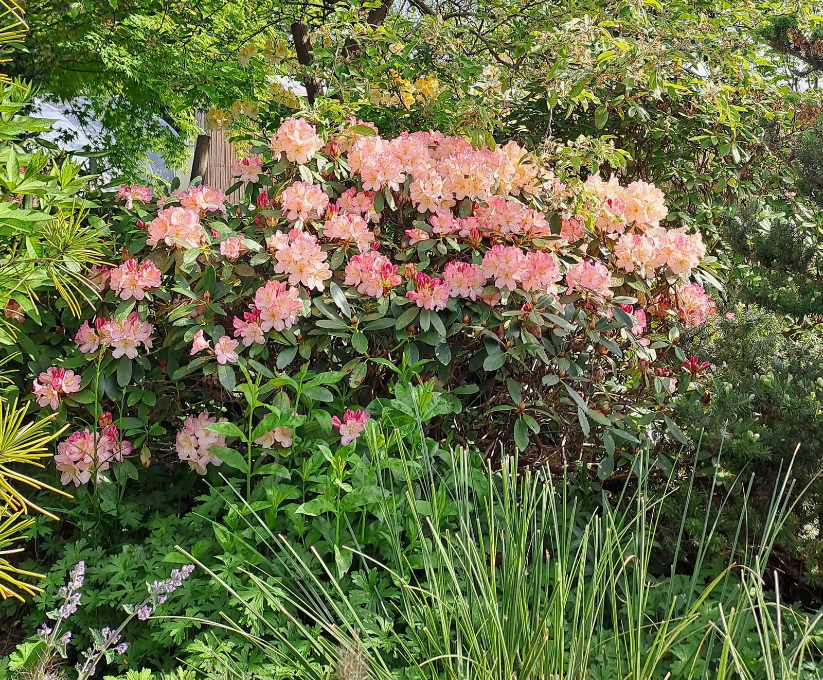 Rhododendron Brasilia - Rhododendron Hybride Brasilia gnstig kaufen