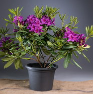 stechpalme ilex golden king auf stamm Jetzt Großblättrige Stechpalme 'Golden King' online kaufen bei Bohlken  Pflanzenversand – Bohlken Pflanzenversand GbR main image 1