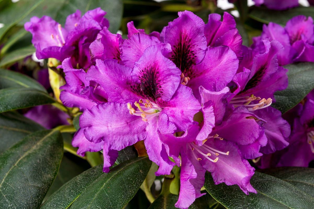 Rododendras Rasputin Rhododendron Rasputin - Rhododendron Hybride Rasputin günstig kaufen