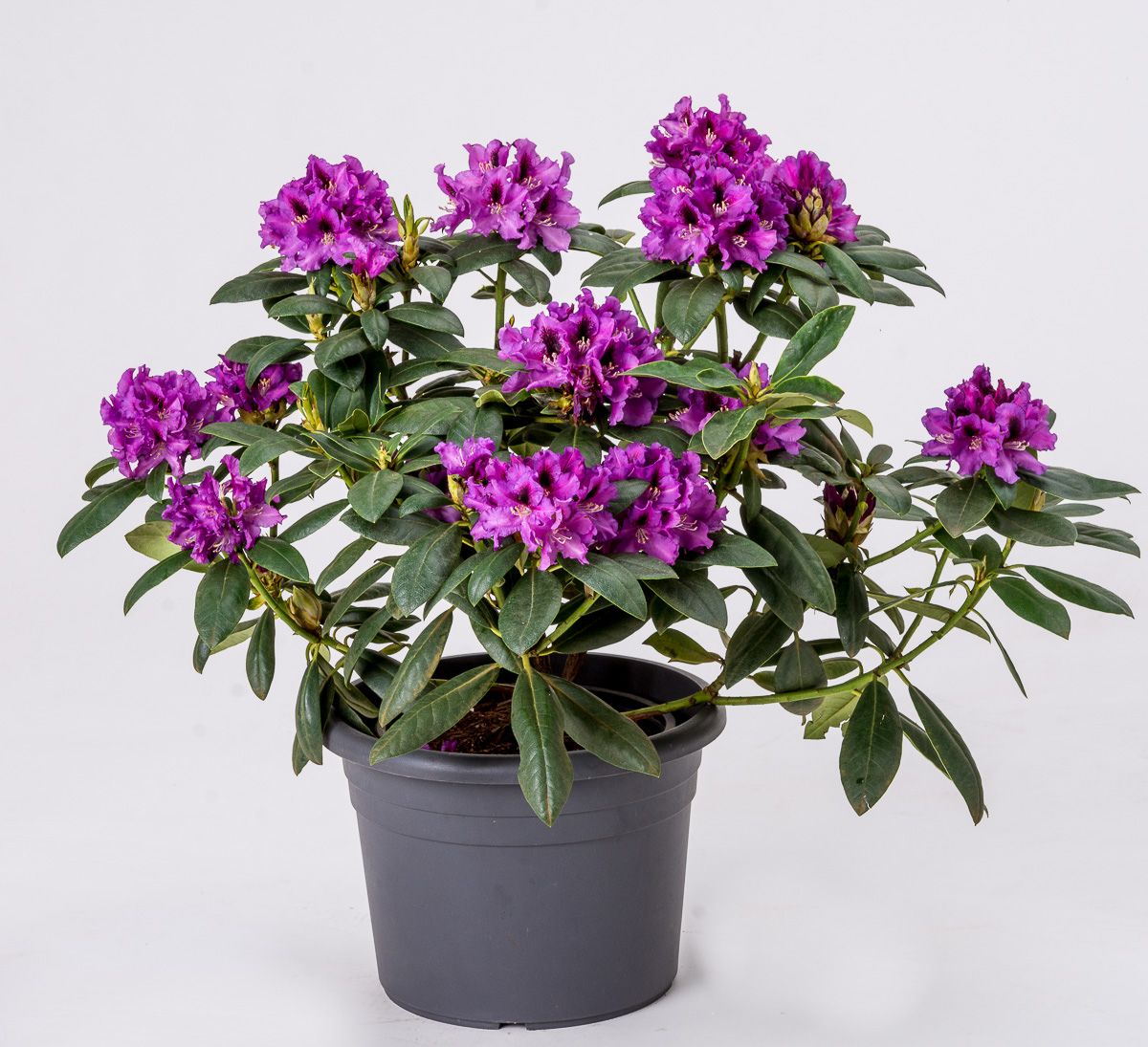 Rododendras Rasputin Rhododendron Rasputin - Rhododendron Hybride Rasputin günstig kaufen