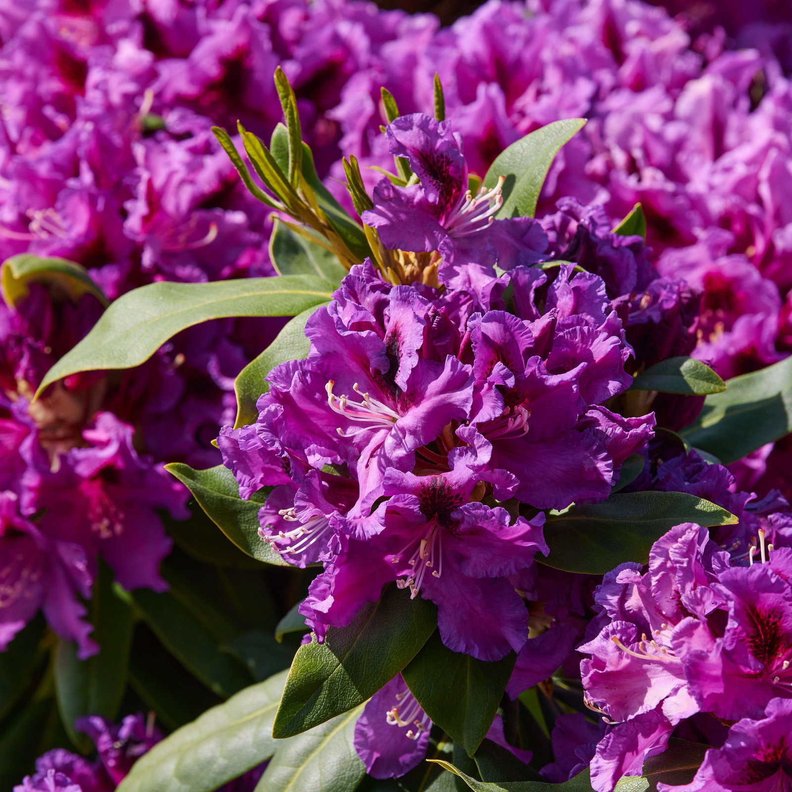 Rododendras Rasputin Rhododendron Rasputin - Rhododendron Hybride Rasputin günstig kaufen