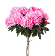 Rhododendron Kalinka - Rhododendron yakushimanum Kalinka gnstig kaufen
