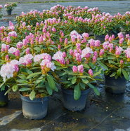 Rhododendron Schneekrone - Rhododendron yakushimanum Schneekrone gnstig  kaufen
