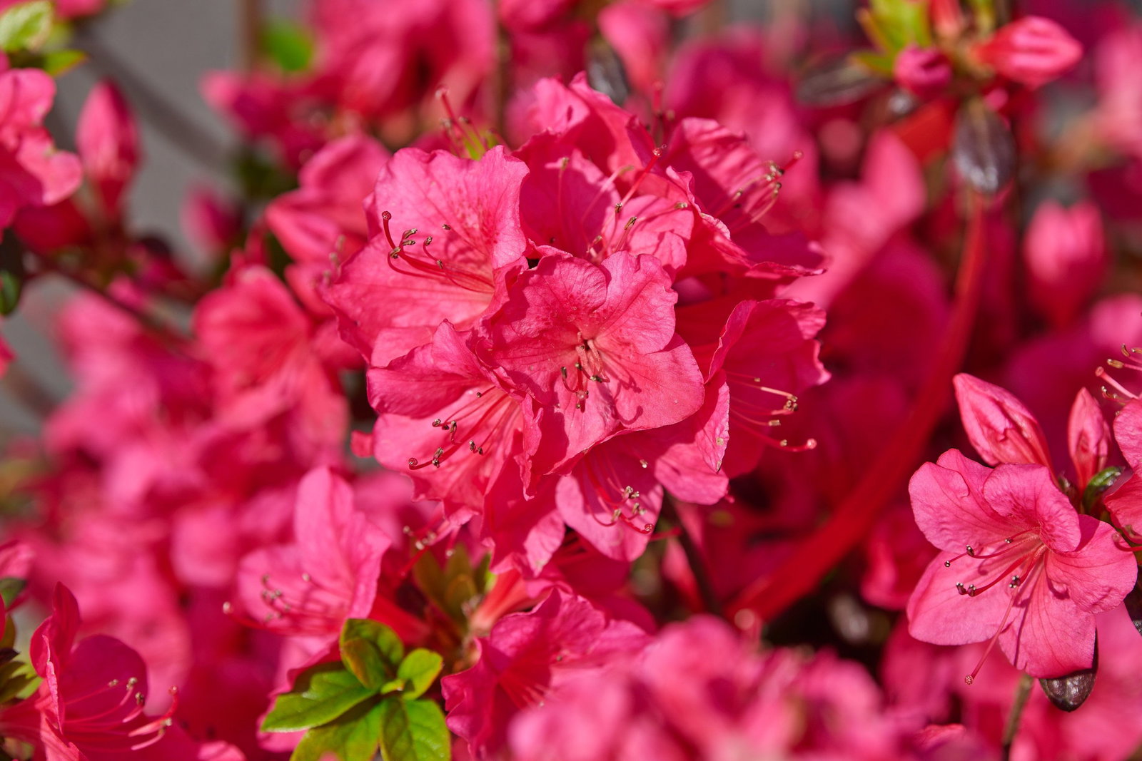 Japanische Azalee Allotria - Rhododendron obtusum Allotria gnstig kaufen