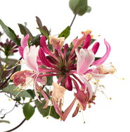 Wald Geischlinge Belgica Select - Lonicera periclymenum Belgica Select  gnstig kaufen