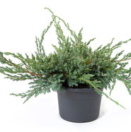 Blauer Kriech-Wacholder - Juniperus squamata Blue Carpet gnstig kaufen