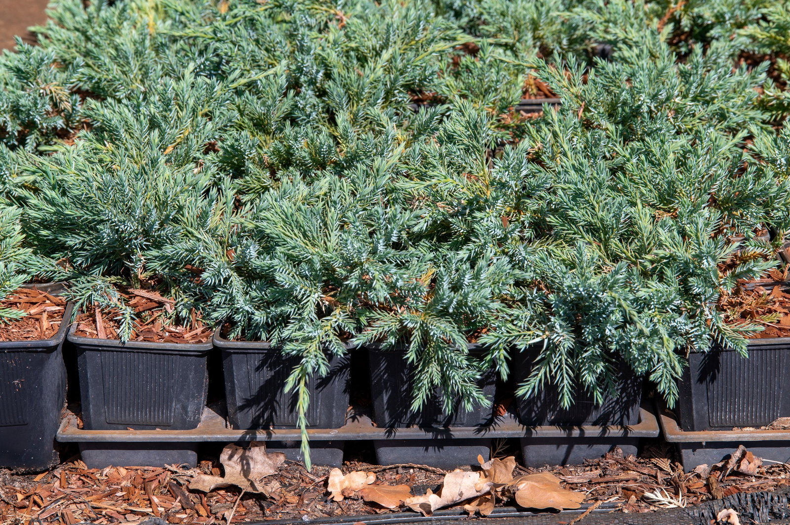 Blauer Kriech-Wacholder - Juniperus squamata Blue Carpet gnstig kaufen