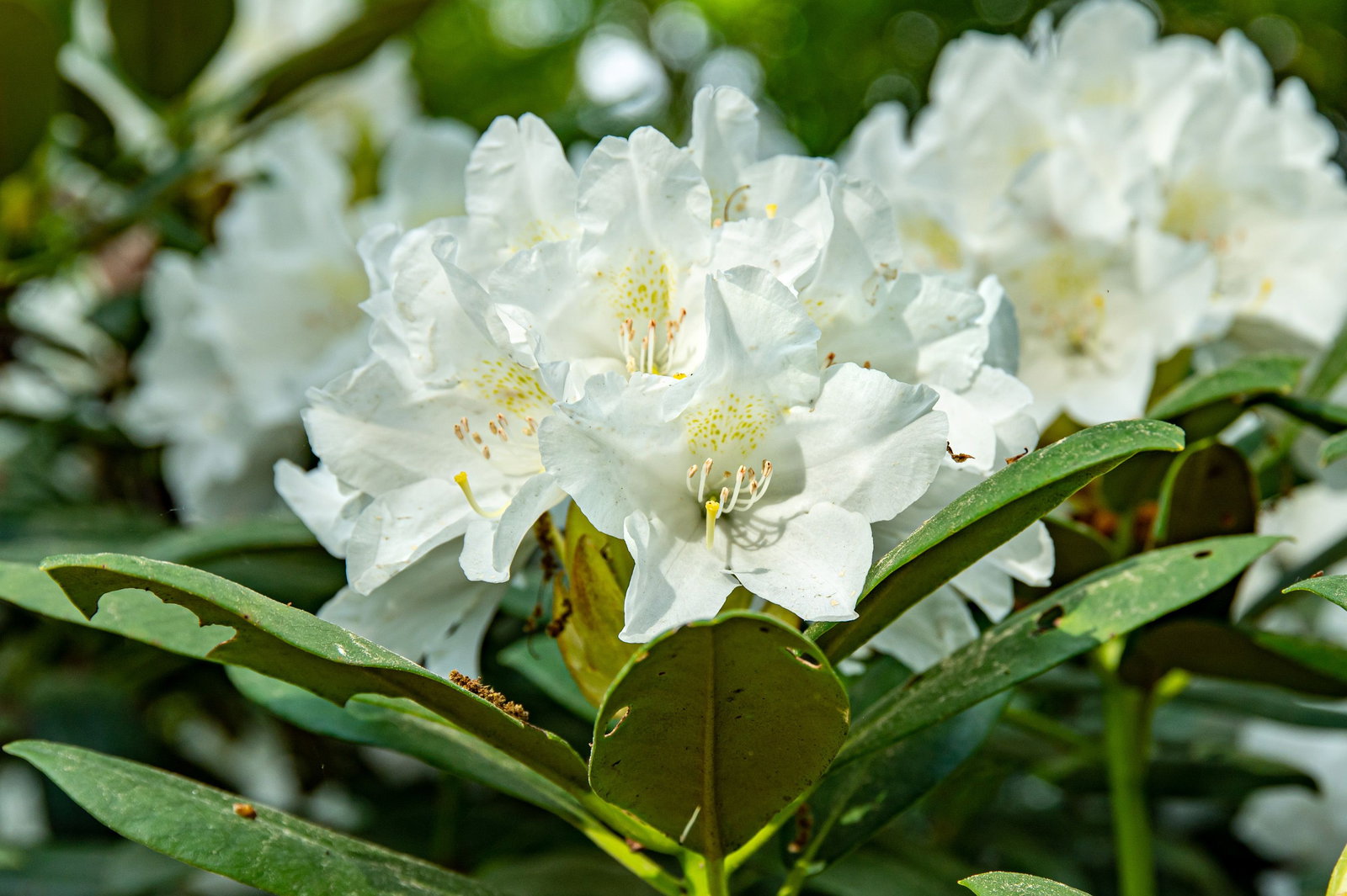 Rhododendron yakushimanum Schneekristall - Rhododendron yakushimanum  Schneekristall gnstig kaufen
