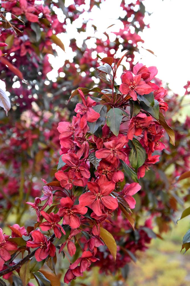 Zierapfel Royalty - Malus Royalty günstig kaufen