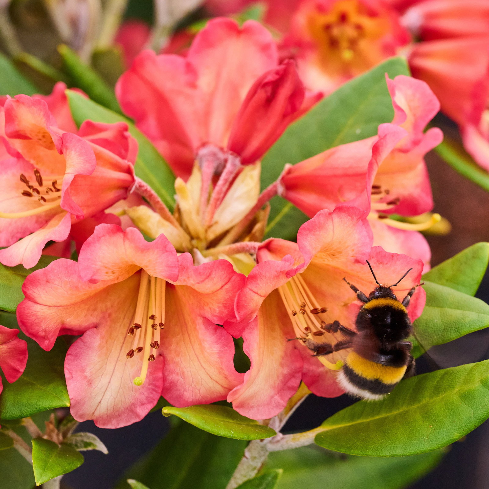 Rhododendron Lullaby - Rhododendron yakushimanum Lullaby gnstig kaufen