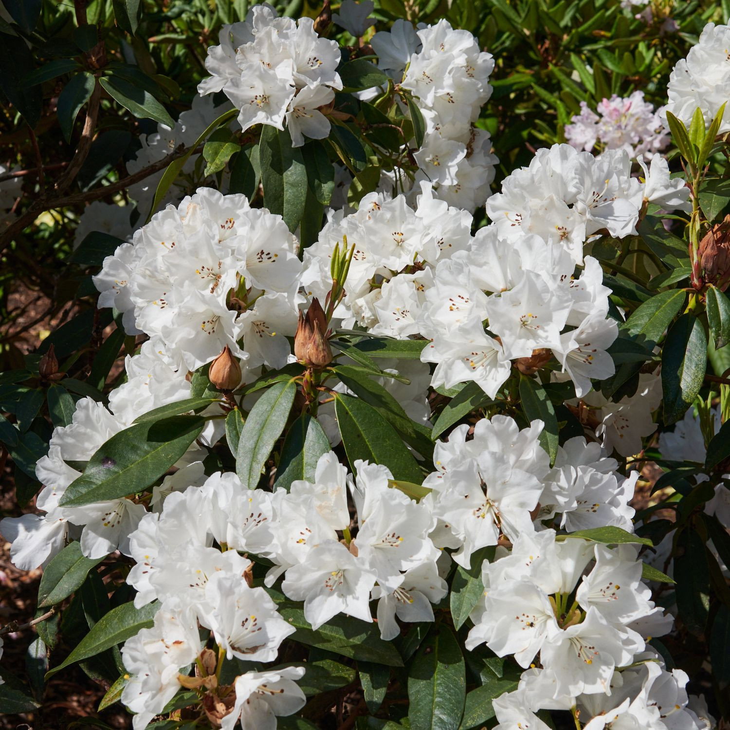 Rhododendron Helene Schiffner - Rhododendron hybride Helene Schiffner  gnstig kaufen