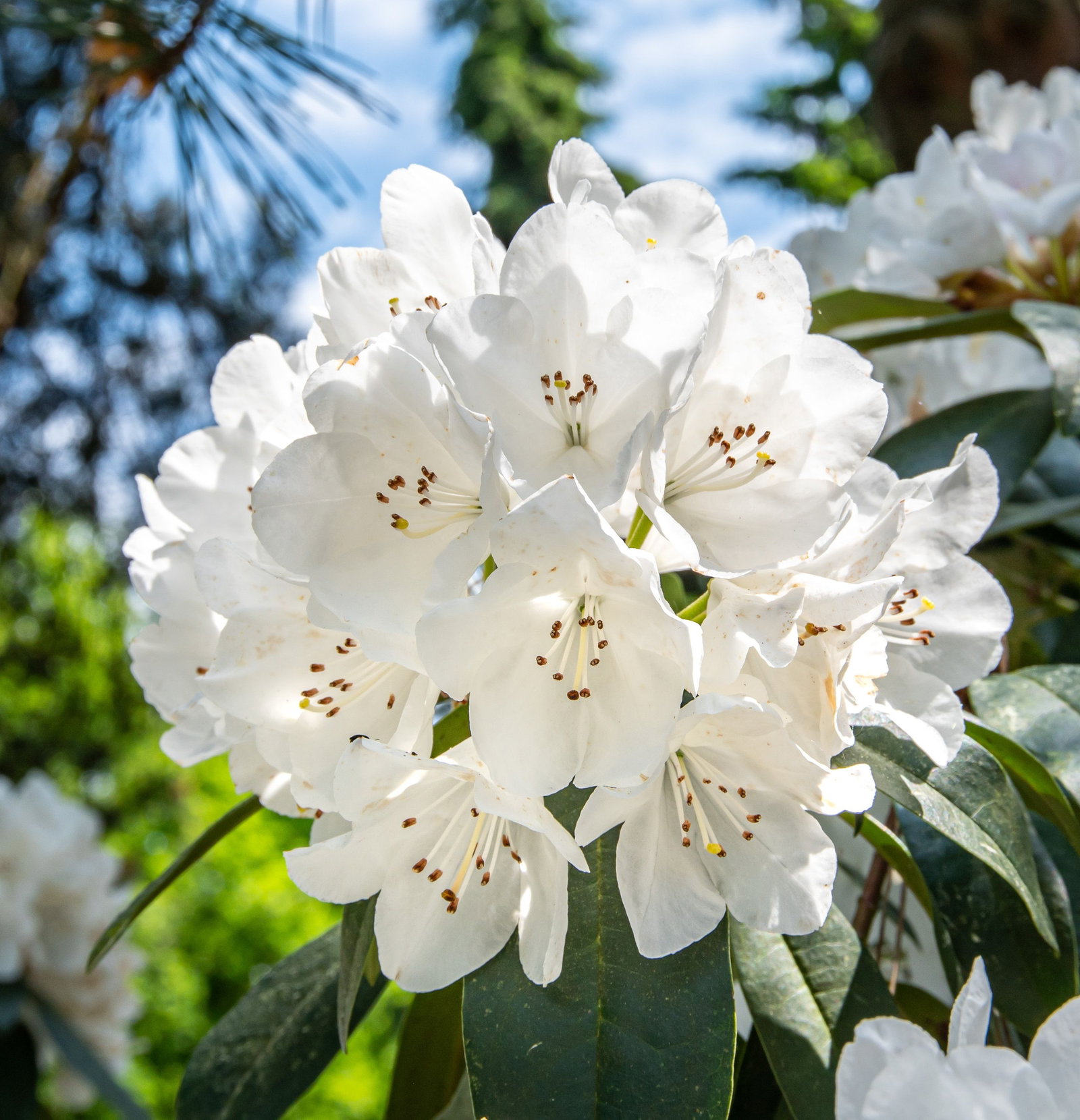 Rhododendron Helene Schiffner - Rhododendron hybride Helene Schiffner  gnstig kaufen