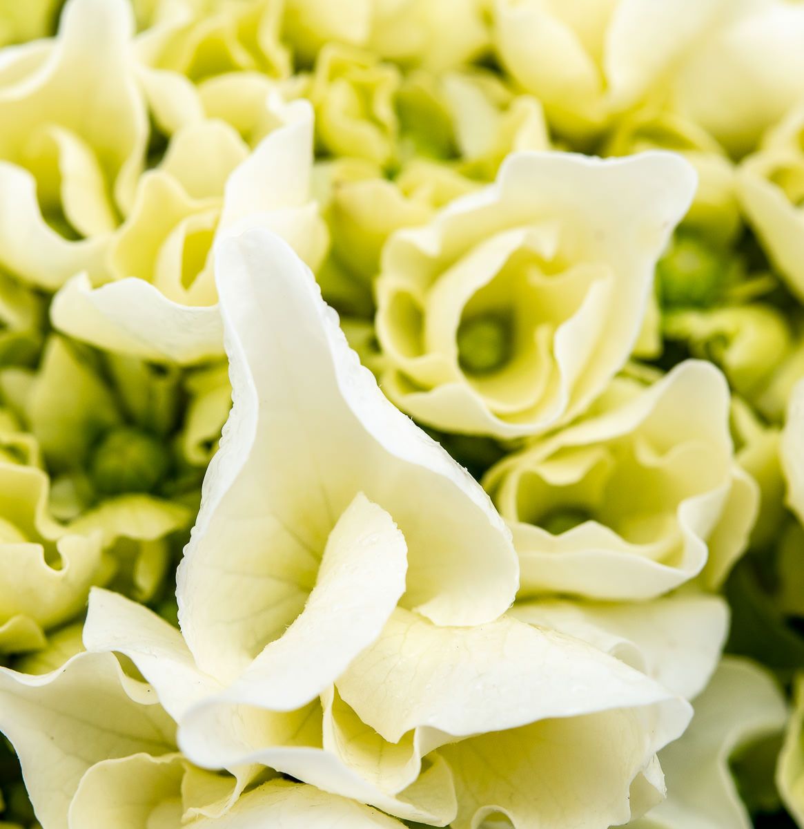 Bauernhortensie Wudu Hydrangea macrophylla Wudu günstig kaufen