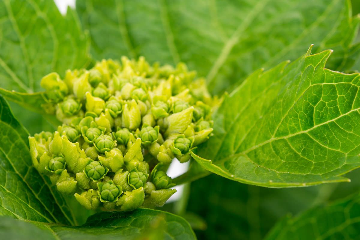 Bauernhortensie Wudu Hydrangea macrophylla Wudu günstig kaufen