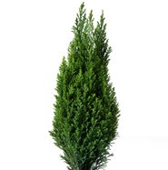 Kegelzypresse Ellwoods Pillar - Chamaecyparis lawsoniana Ellwoods Pillar  gnstig kaufen