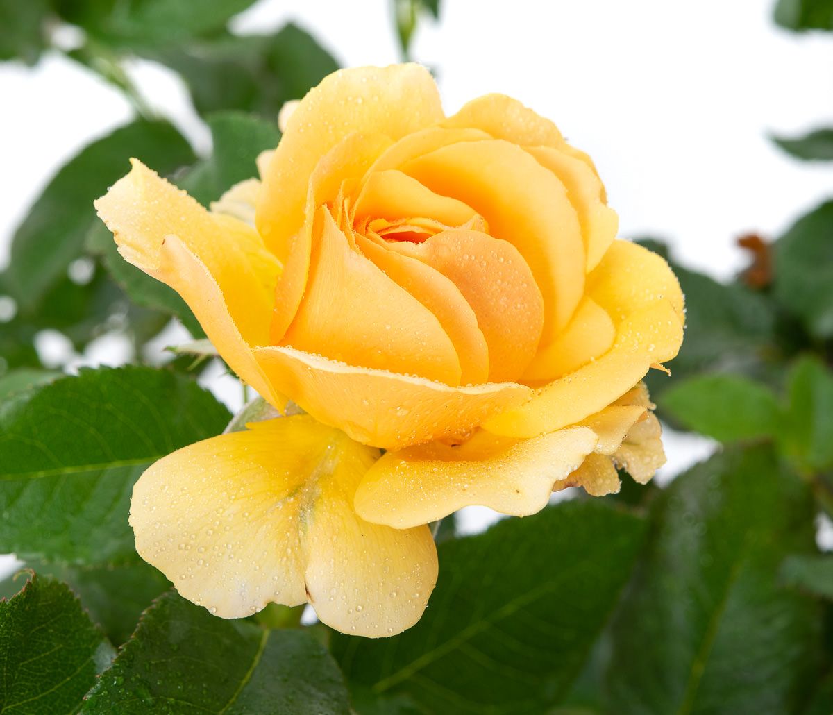 Beetrose Amber Queen - Rosa Amber Queen günstig kaufen