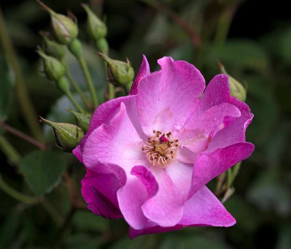 Rose Lavender Dream - Rosa Lavender Dream günstig kaufen