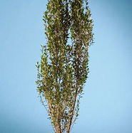 Sulen-Berg-Ilex - Ilex crenata Fastigiata gnstig kaufen