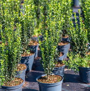 Sulen-Berg-Ilex - Ilex crenata Fastigiata gnstig kaufen