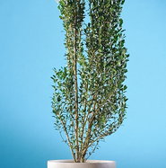 sansevieria flame Silver Flame Sansevieria – Lichtenfelt's