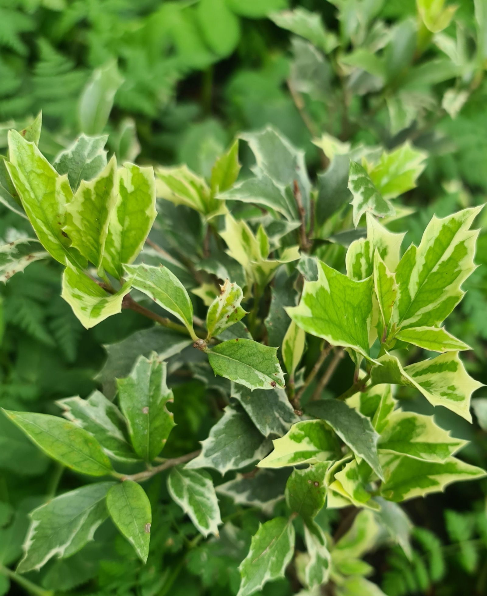 Stachelblättrige Duftblüte 'Variegatus' Osmanthus heterophyllus