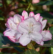 Rhododendron Picotee - Rhododendron Hybride Picotee gnstig kaufen