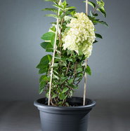 Rispenhortensie Bobo - Hydrangea paniculata Bobo gnstig kaufen