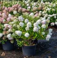 Rispenhortensie Bobo - Hydrangea paniculata Bobo gnstig kaufen