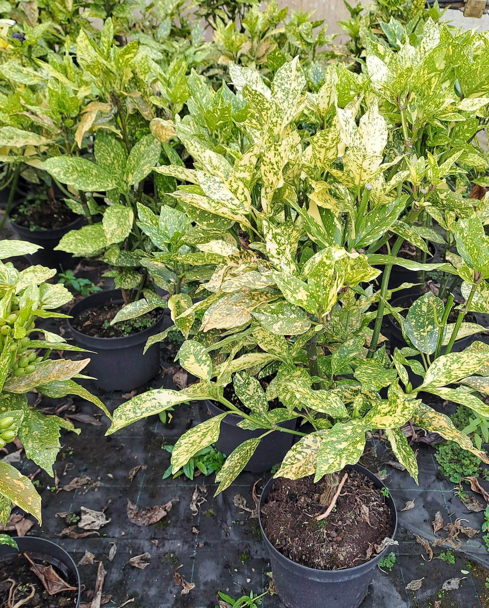 Japanische Aucube - Aucuba japonica gnstig kaufen
