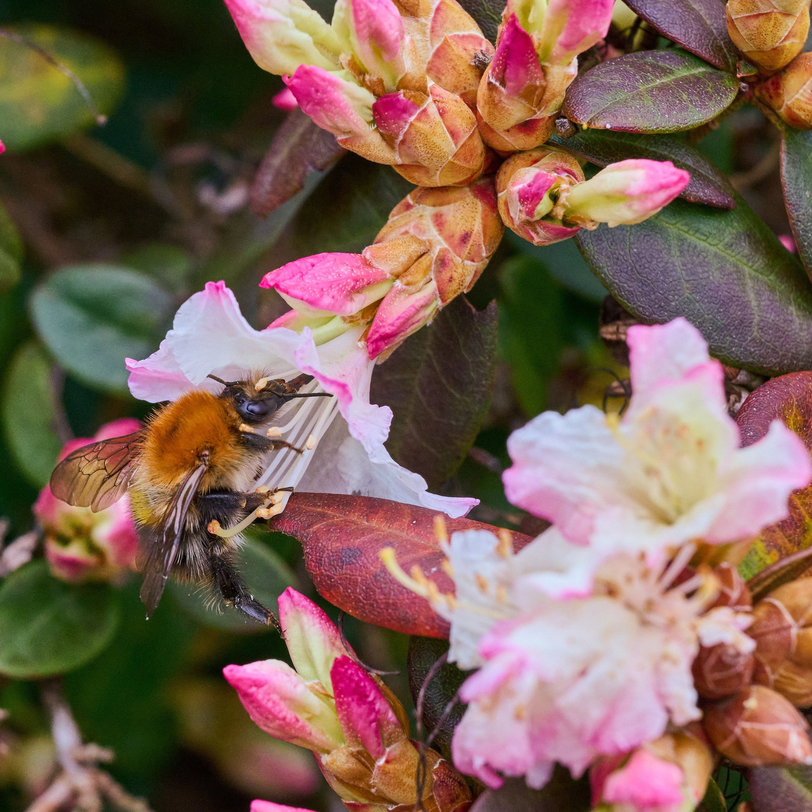 Rhododendron 'Ginny Gee' - Rhododendron keiskei 'Ginny Gee' gnstig kaufen