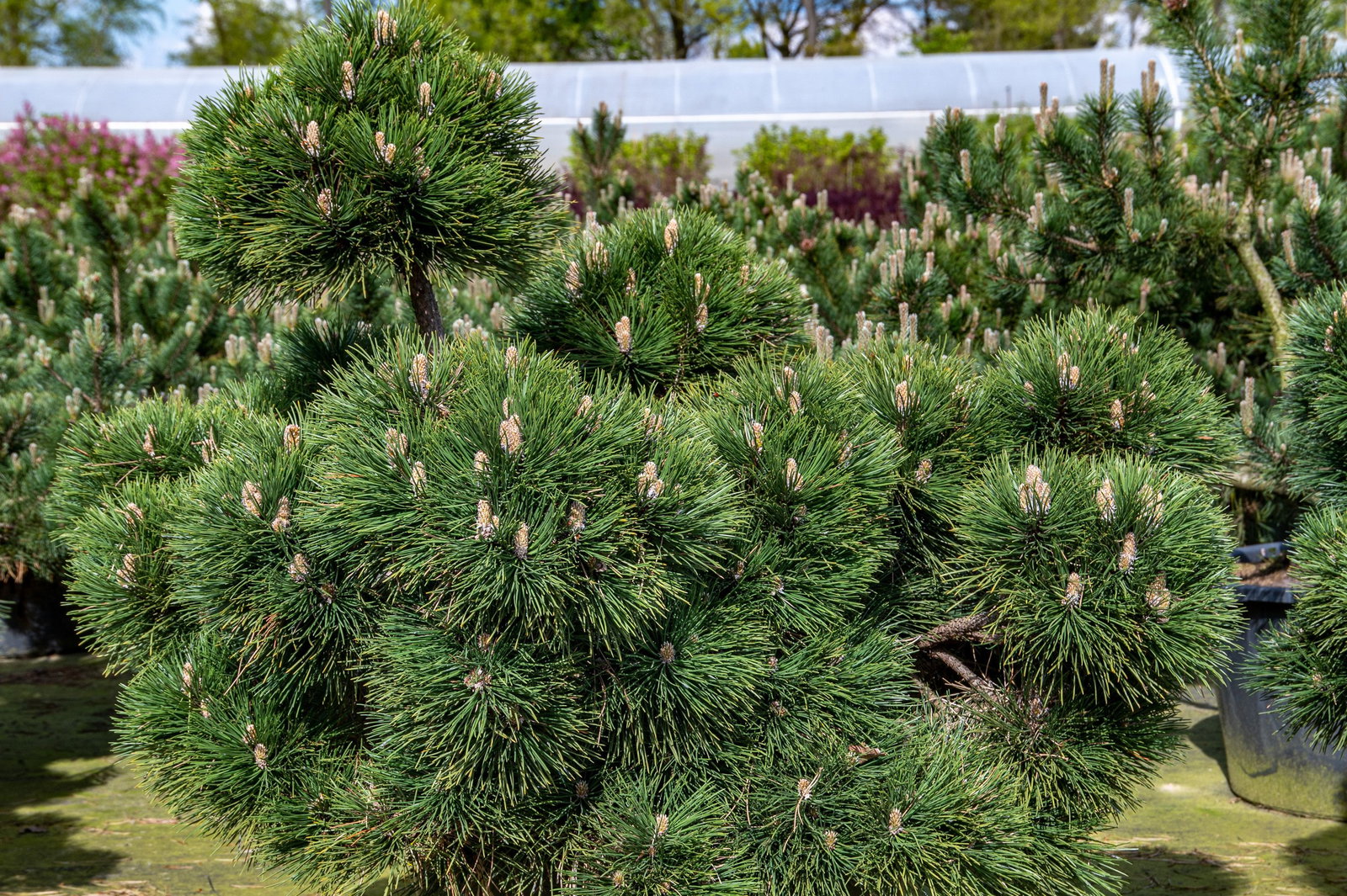 aloe vera body lotion Soothing Hydration Hand & Body Lotion – Suave Brands Co main image 1