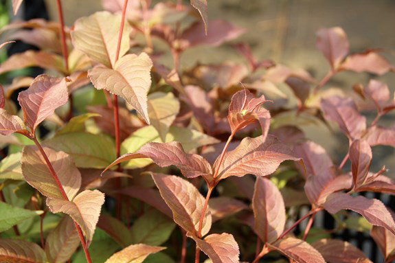 Amerikanische Weigelie splendens Diervilla splendens günstig kaufen