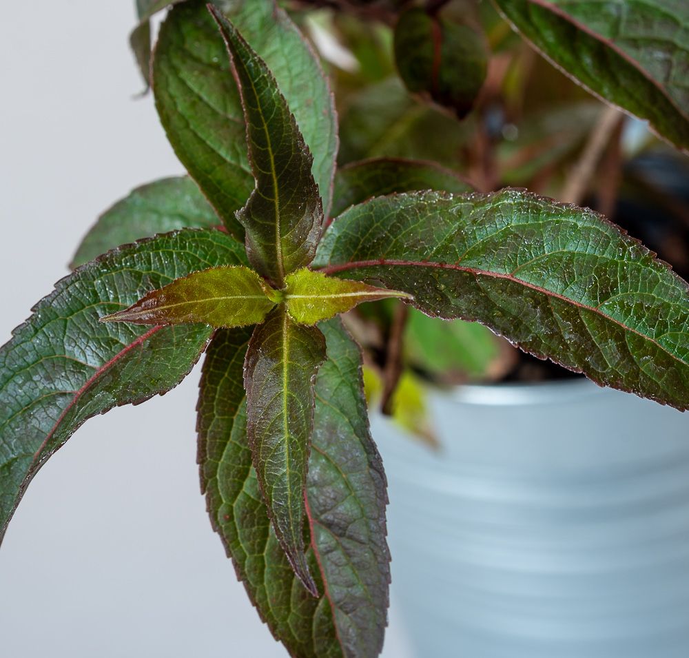 Amerikanische Weigelie splendens Diervilla splendens günstig kaufen