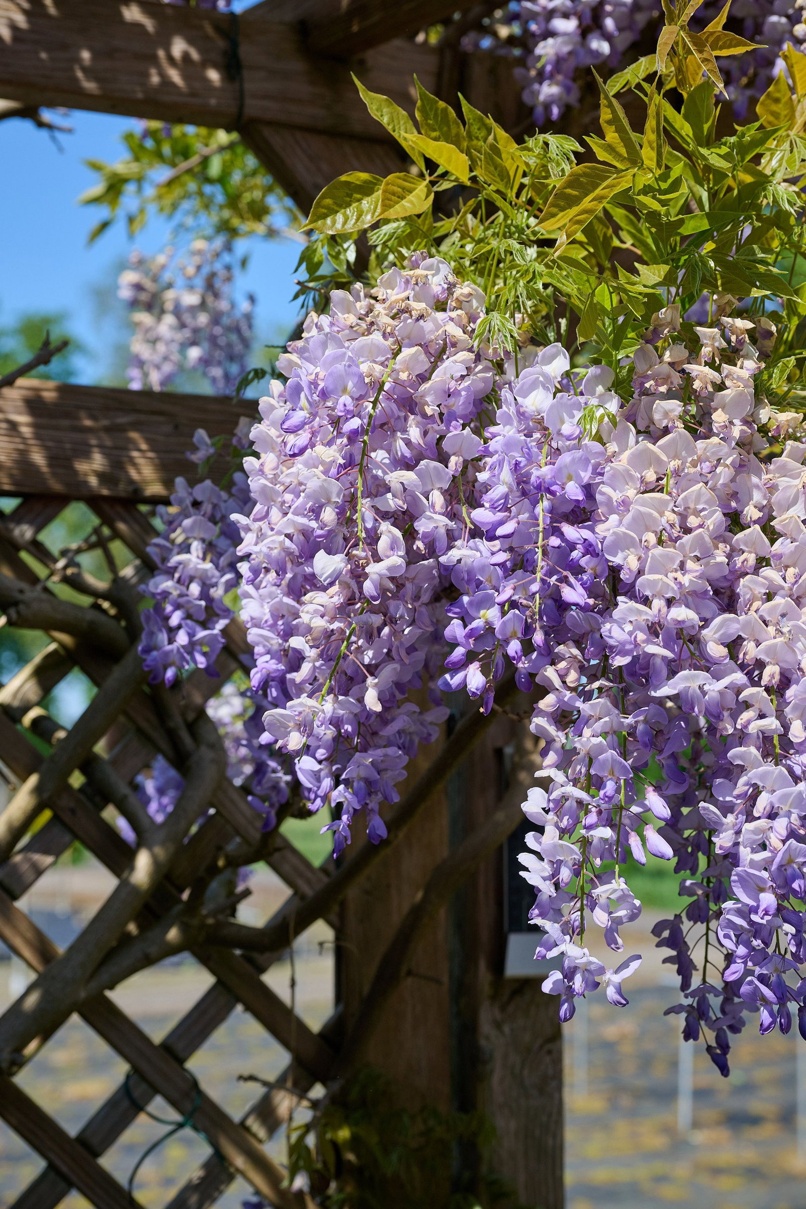 Blauregen Eisenhut - Wisteria sinensis Eisenhut gnstig kaufen