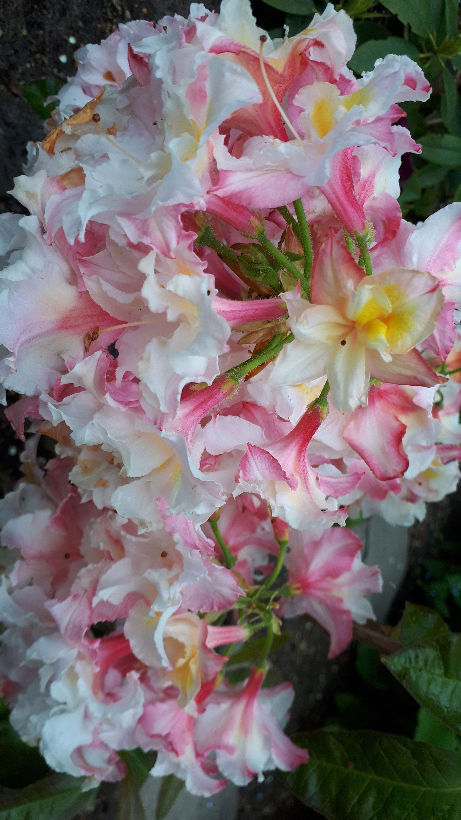rhododendron planter Rhododendron 80 cm – Blomstrende Haveplante til Bed og Terrasse – DECOPLANT main image 0