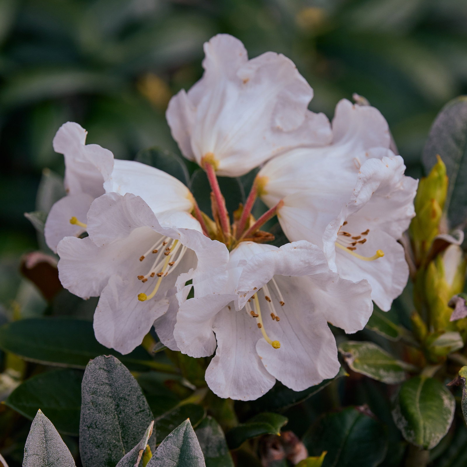 rhododendron shop Nova Zembla Rhododendron For Sale Online main image 0