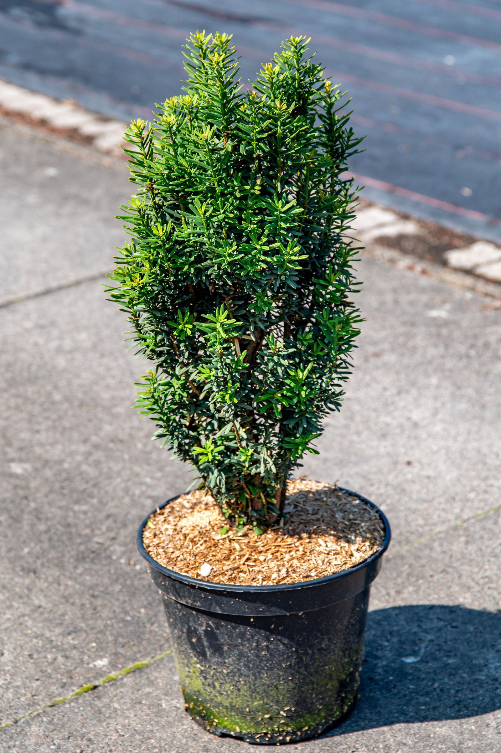 Eibe Green Column - Taxus baccata Green Column gnstig kaufen