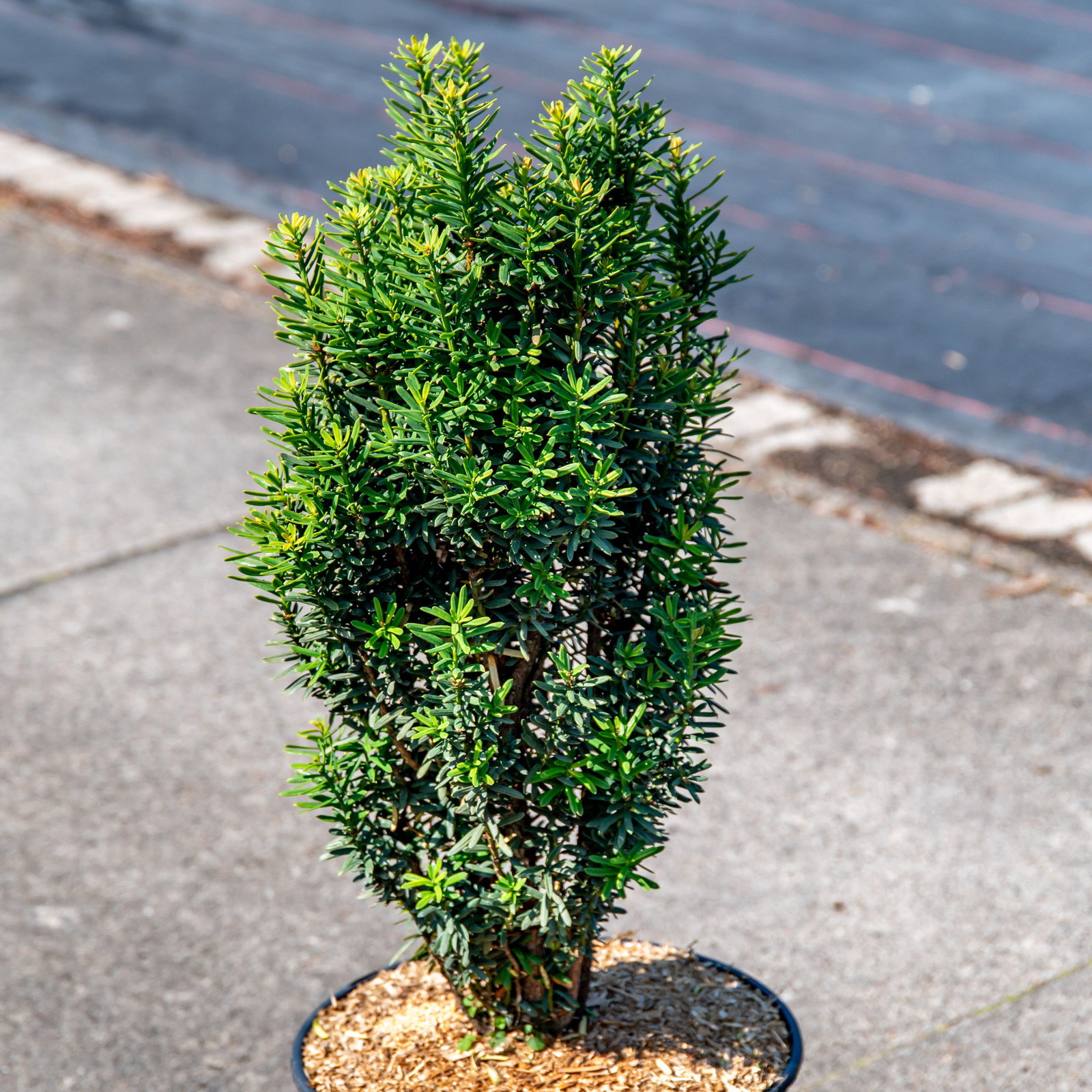 Eibe Green Column - Taxus baccata Green Column gnstig kaufen