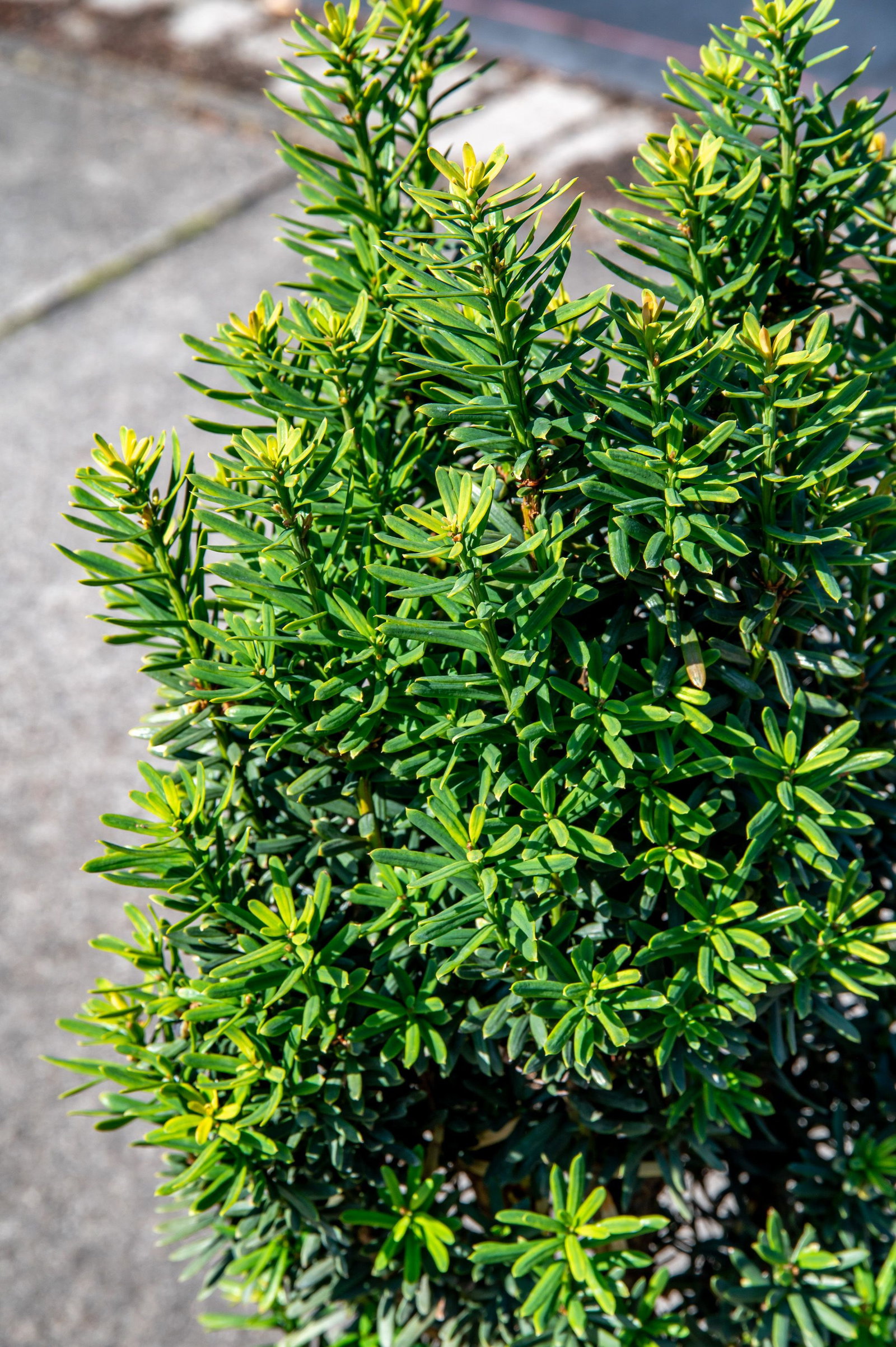 welche erde fr goldfruchtpalme Goldfruchtpalme kaufen | Areca lutescens